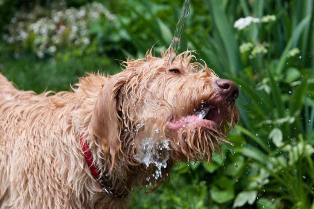 How To Bathe A Labradoodle A 5 Step Guide To Do It Right