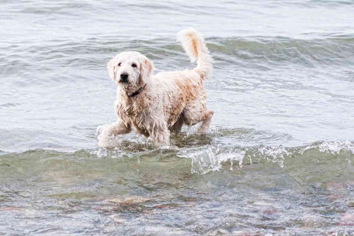How To Bathe A Labradoodle: A 5 Step Guide To Do It Right 2