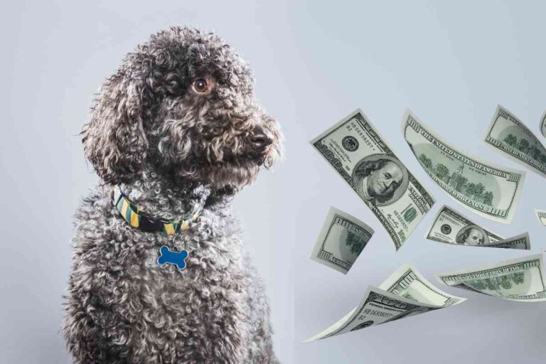 9 Reasons Labradoodles Are So Expensive (Explained!)