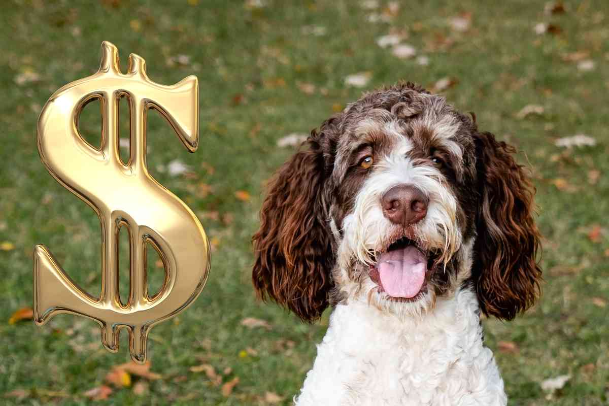 6 Reasons Why Bernedoodles Are So Expensive! 3 6 Reasons Why Bernedoodles Are So Expensive! 2