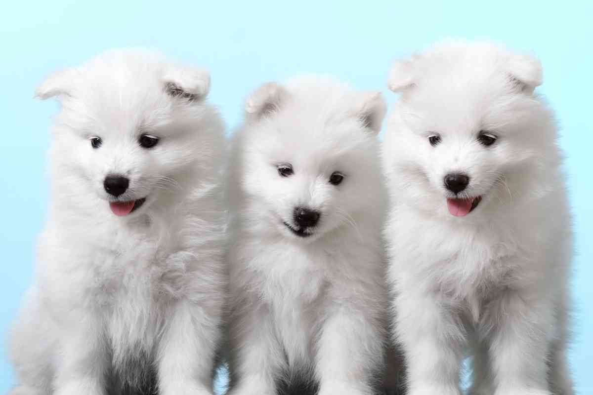 Can A Breeder Take A Dog Back? Know Your Rights! 3