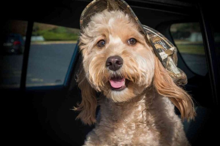 Can Goldendoodles Have Straight Hair? How To Tell!