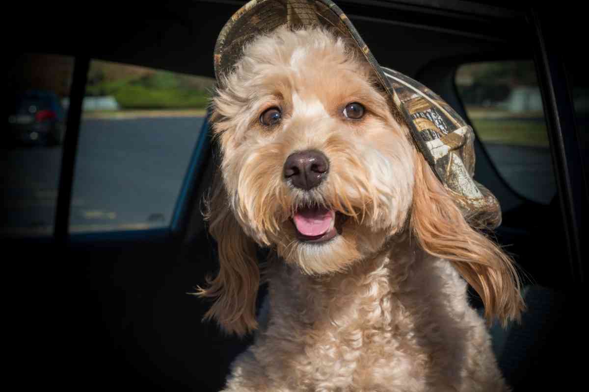 Can Goldendoodles Have Straight Hair? How To Tell! 1