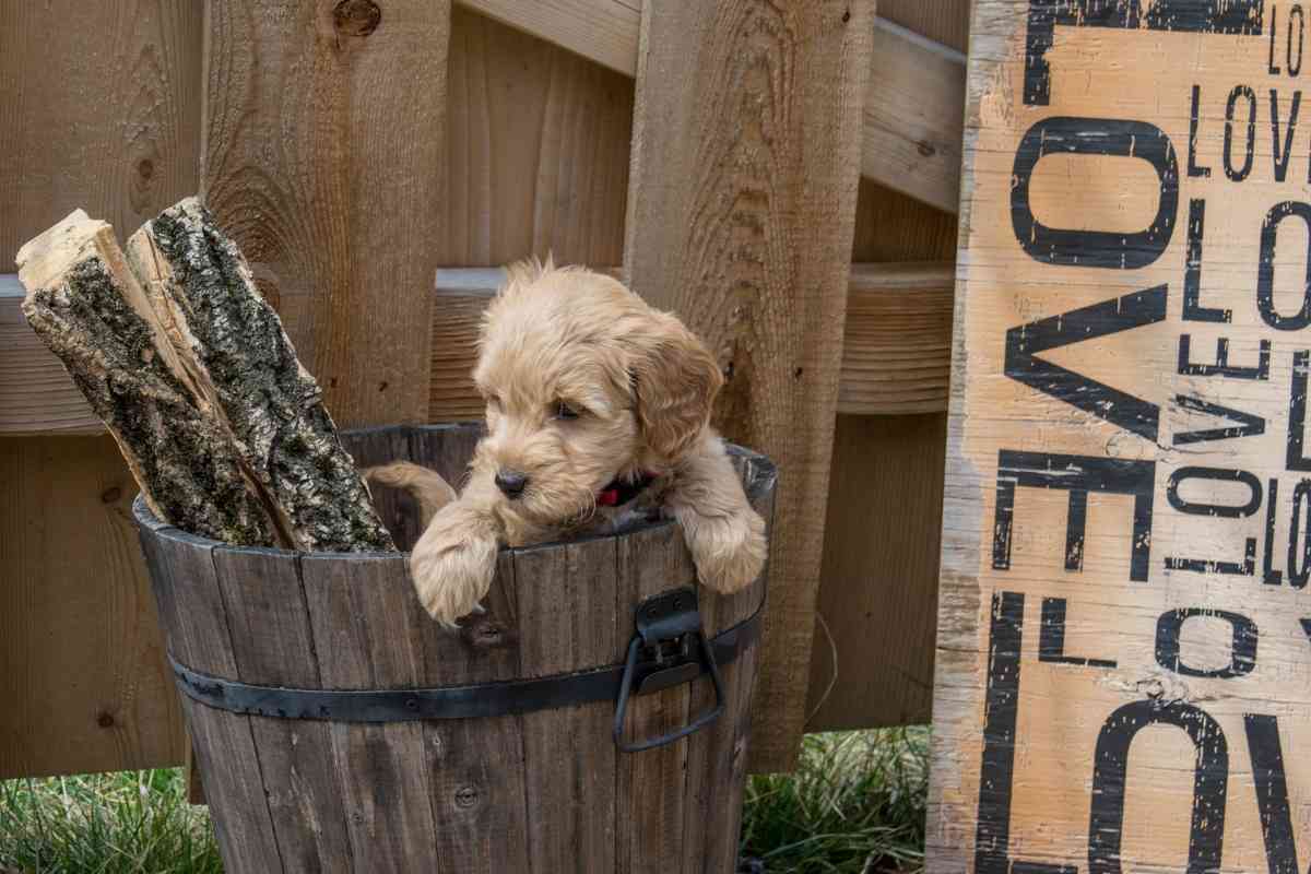 How Big Do Goldendoodles Get? 7 Major Factors 1