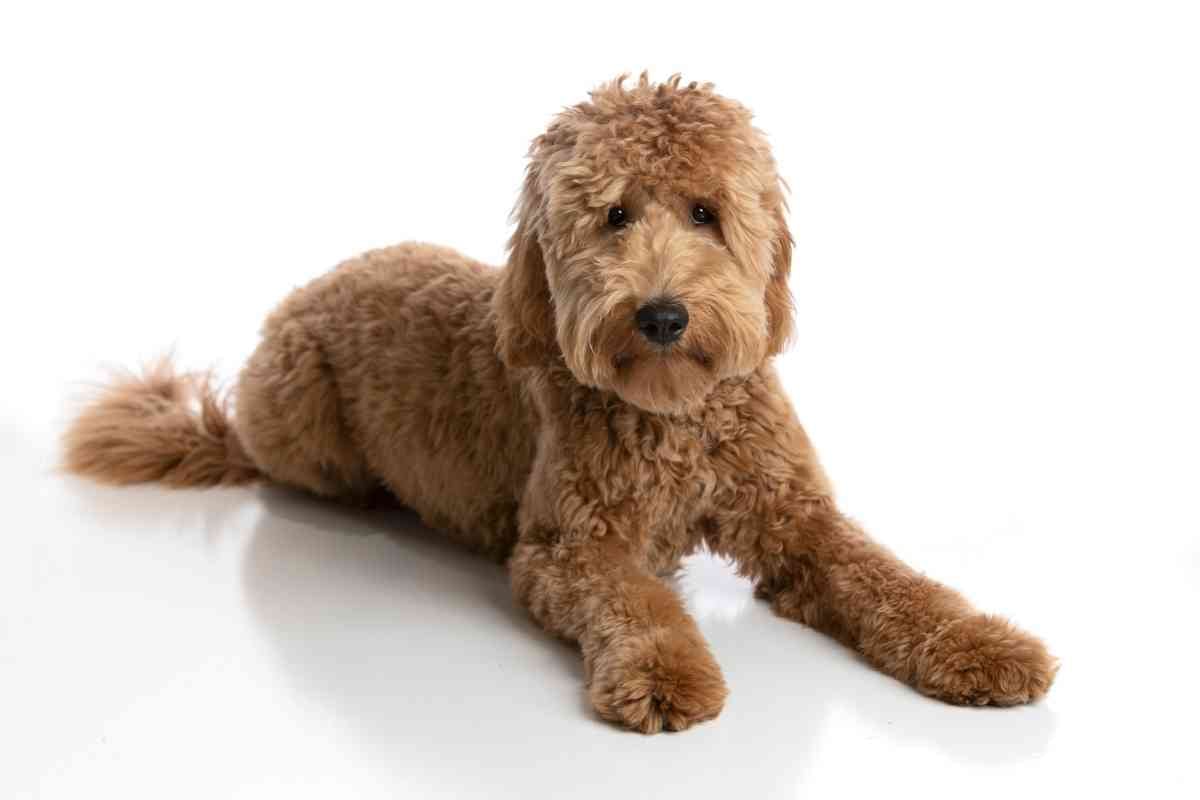 How Big Do Goldendoodles Get? 7 Major Factors 2