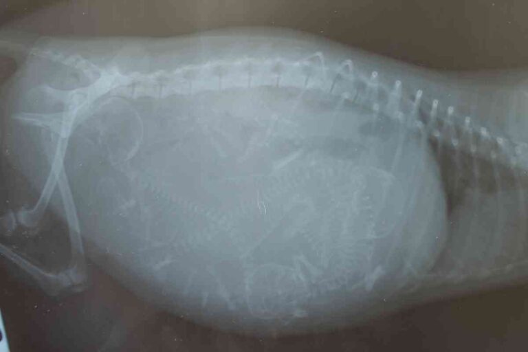 How Long Are Goldendoodles Pregnant? Gestational Period Explained!