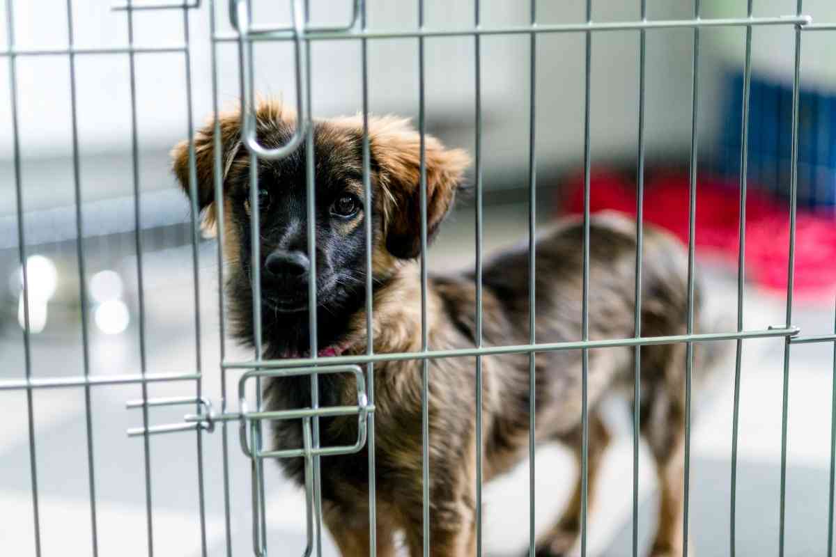 How Long Should You Let A Puppy Cry In The Crate? 2