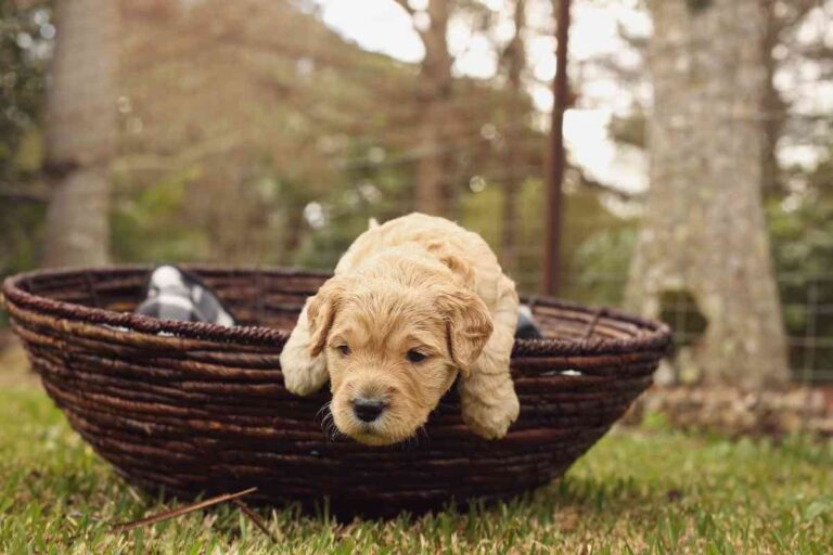 How Much Do Labradoodles Cost? And Why! Goldendoodle Advice