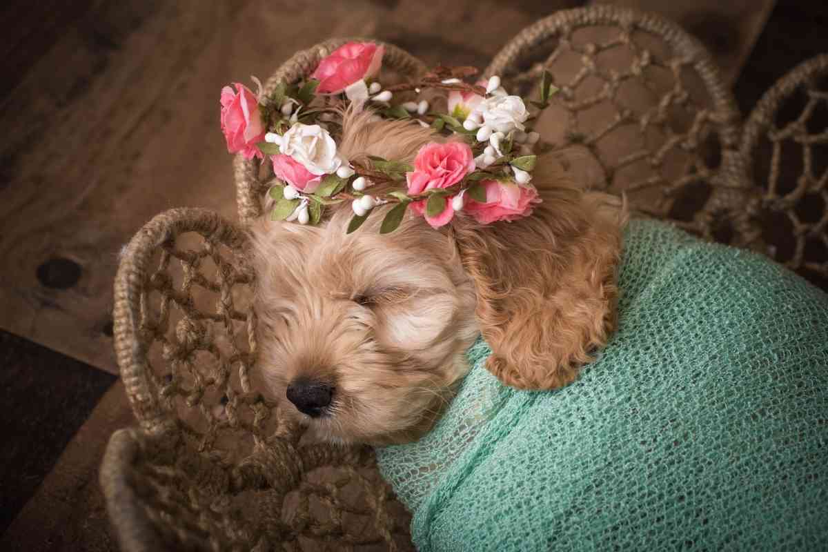 4 Reasons Doodles Are So Expensive And Why They’re Worth It 5 4 Reasons Doodles Are So Expensive And Why They’re Worth It 3