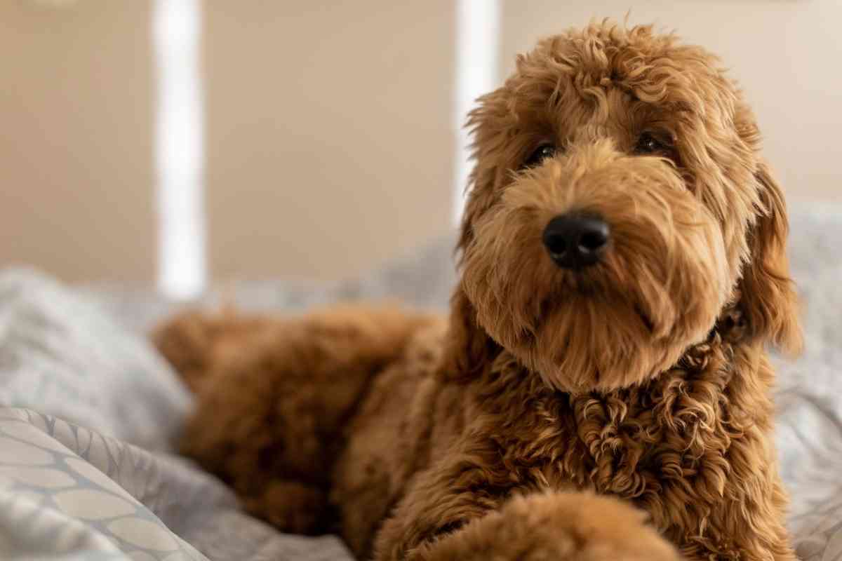 11 Things To Know Before Getting A Goldendoodle 1