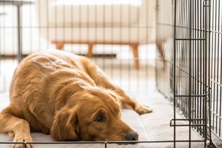 8 Ways To Make A Dog Crate Escape-Proof!