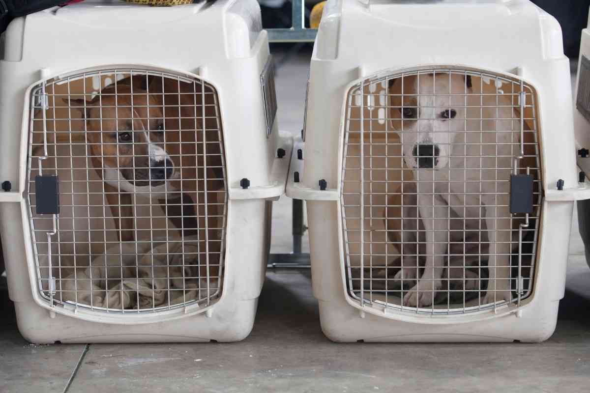 8 Ways To Make A Dog Crate Escape-Proof! 2