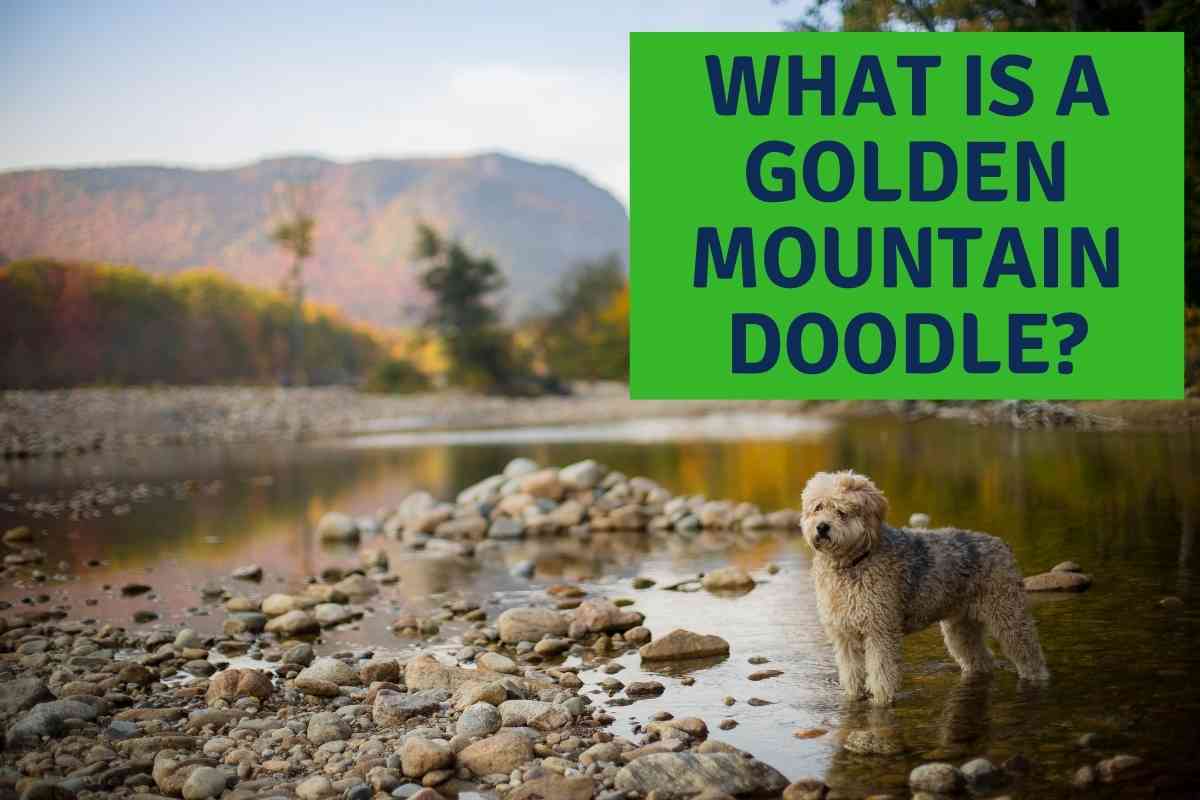 What Is A Golden Mountain Doodle? A Complete Guide 1