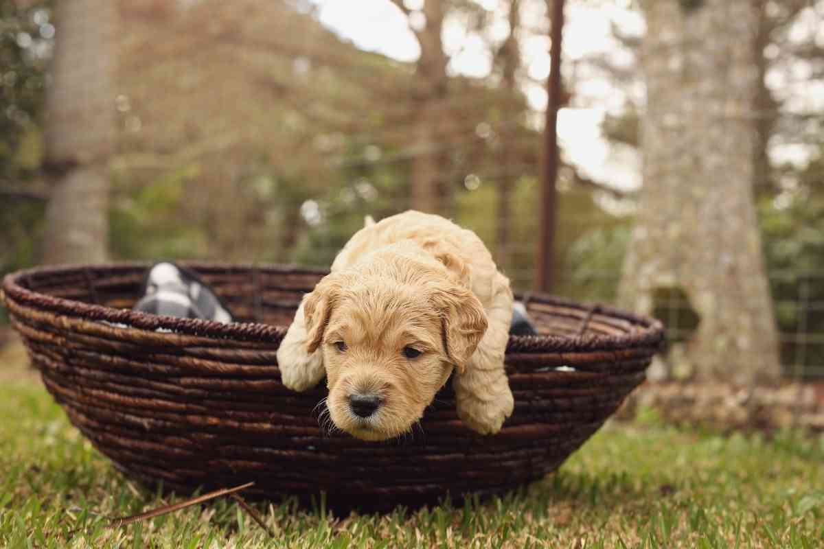 What Is An Australian Goldendoodle? Crikey! 2