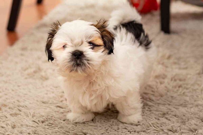 What Is The Smallest Hypoallergenic Dog? Pick The Best!