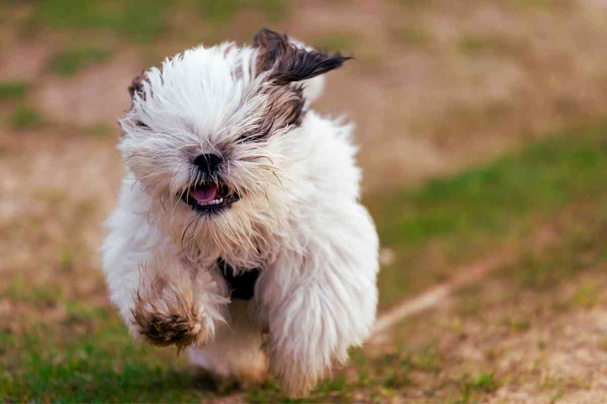 What Is The Smallest Hypoallergenic Dog? Pick The Best! 2