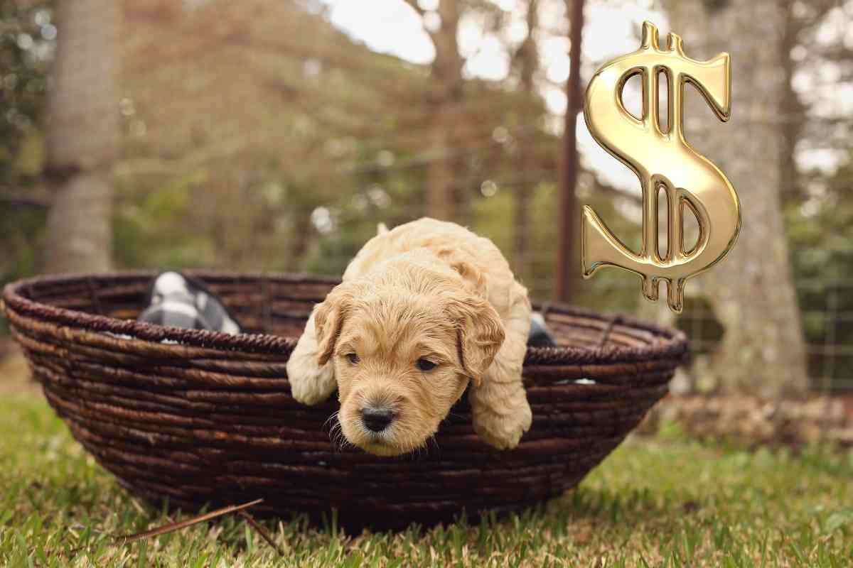 7 Reasons Why Aussidoodles Are So Expensive 3 7 Reasons Why Aussidoodles Are So Expensive 2