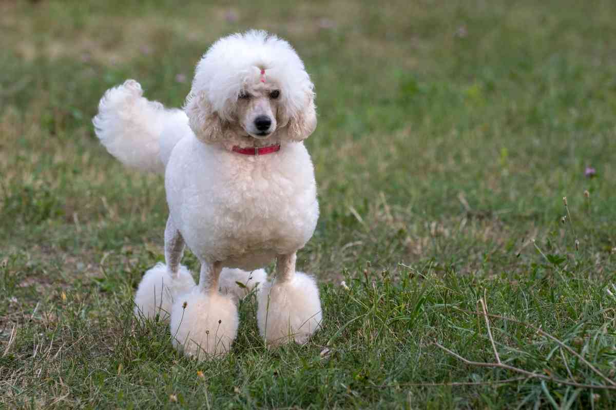 Can Poodles Have Straight Hair? Why? 2