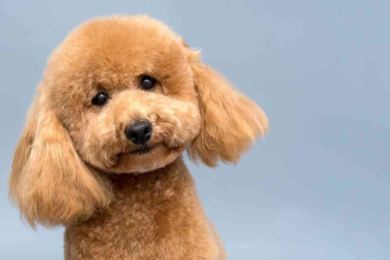 Can You Be Allergic To Poodles? 4 Common Poodle Allergens