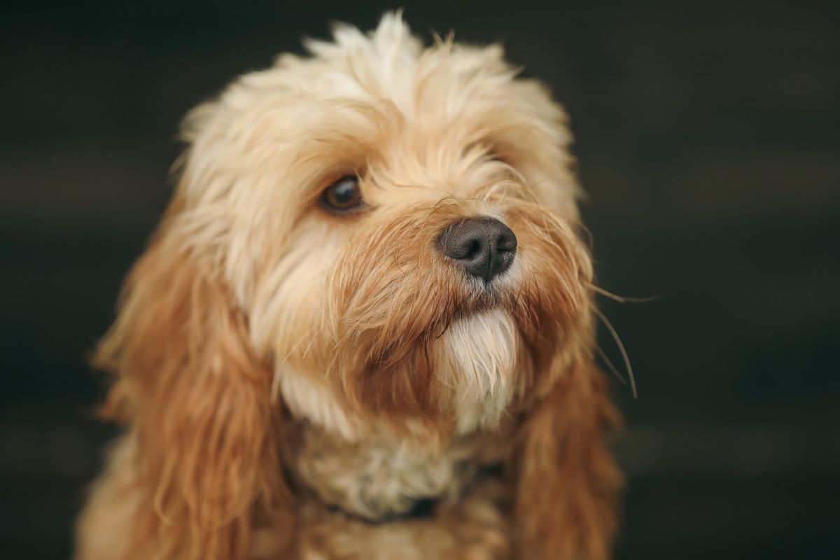 How Much Does A Cavoodle Cost And Are They Worth It? 5 How Much Does A Cavoodle Cost And Are They Worth It? 3