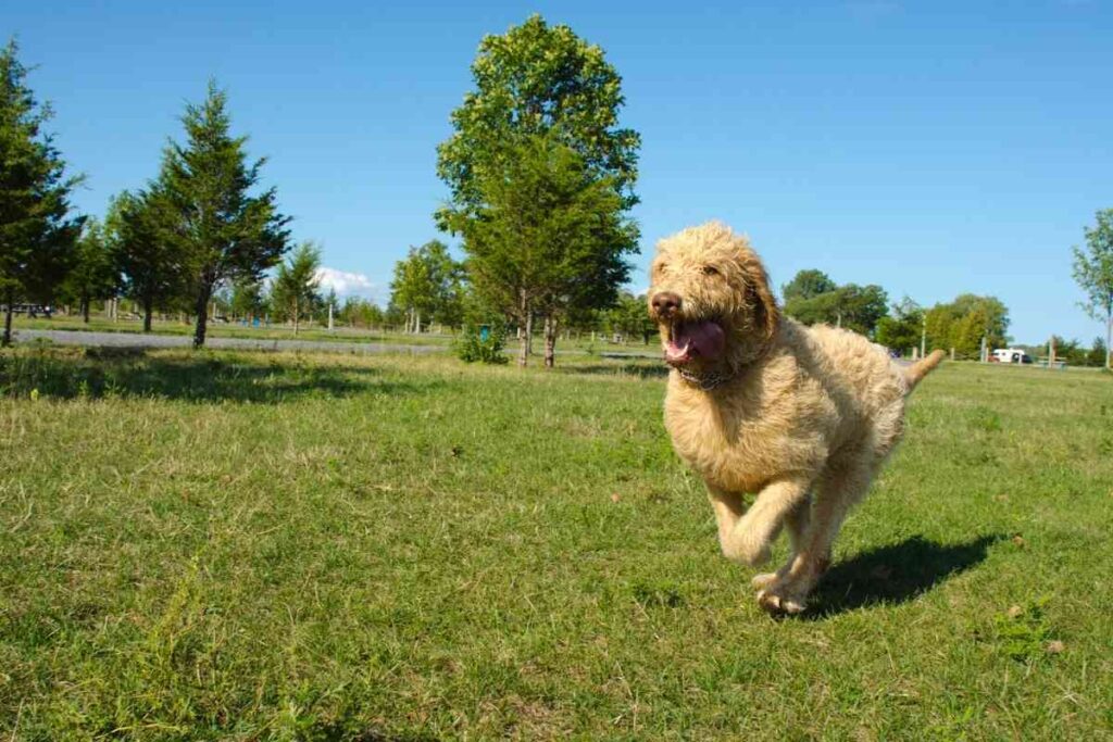 How Much Exercise Does A Labradoodle Need? 3 Major Factors