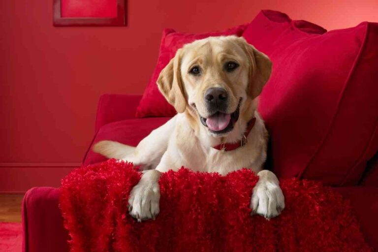 7 Reasons Your Dog Buries His Head In The Couch