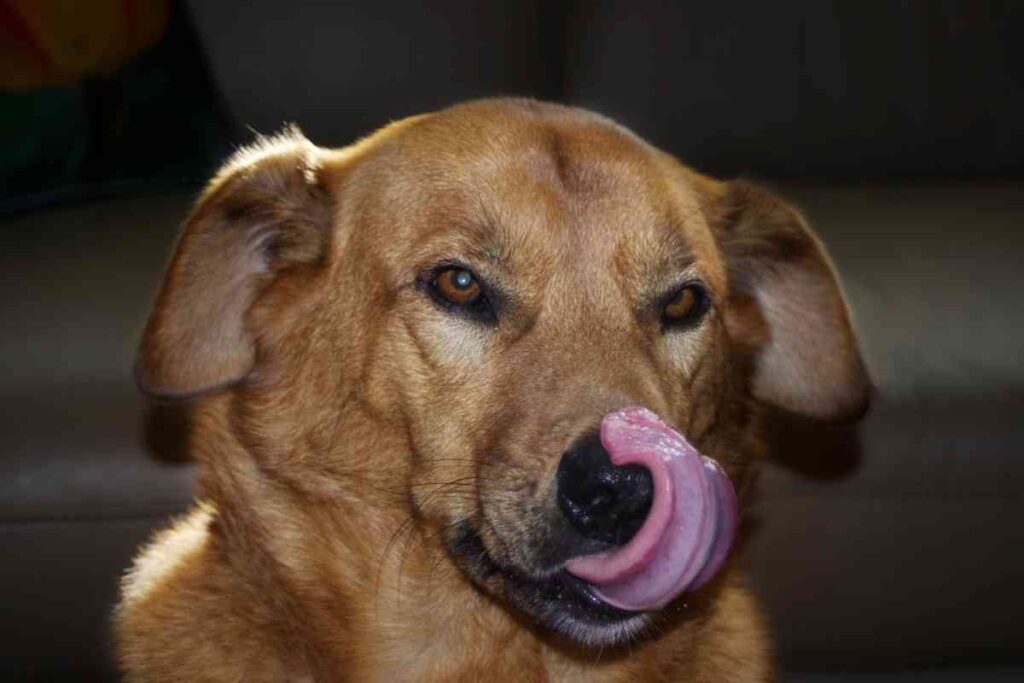 6 Reasons Your Dog Keeps Licking Your Stomach Goldendoodle Advice