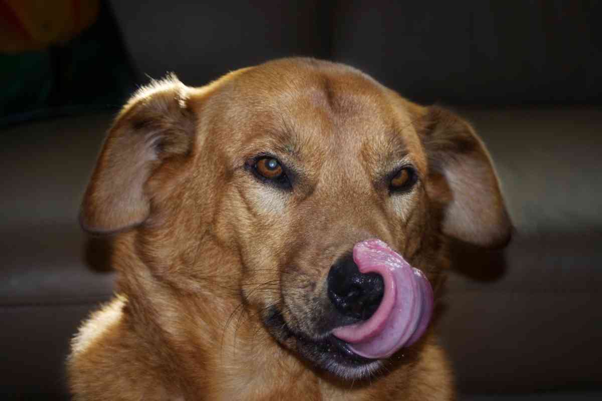 6 Reasons Your Dog Keeps Licking Your Stomach 2 6 Reasons Your Dog Keeps Licking Your Stomach 1