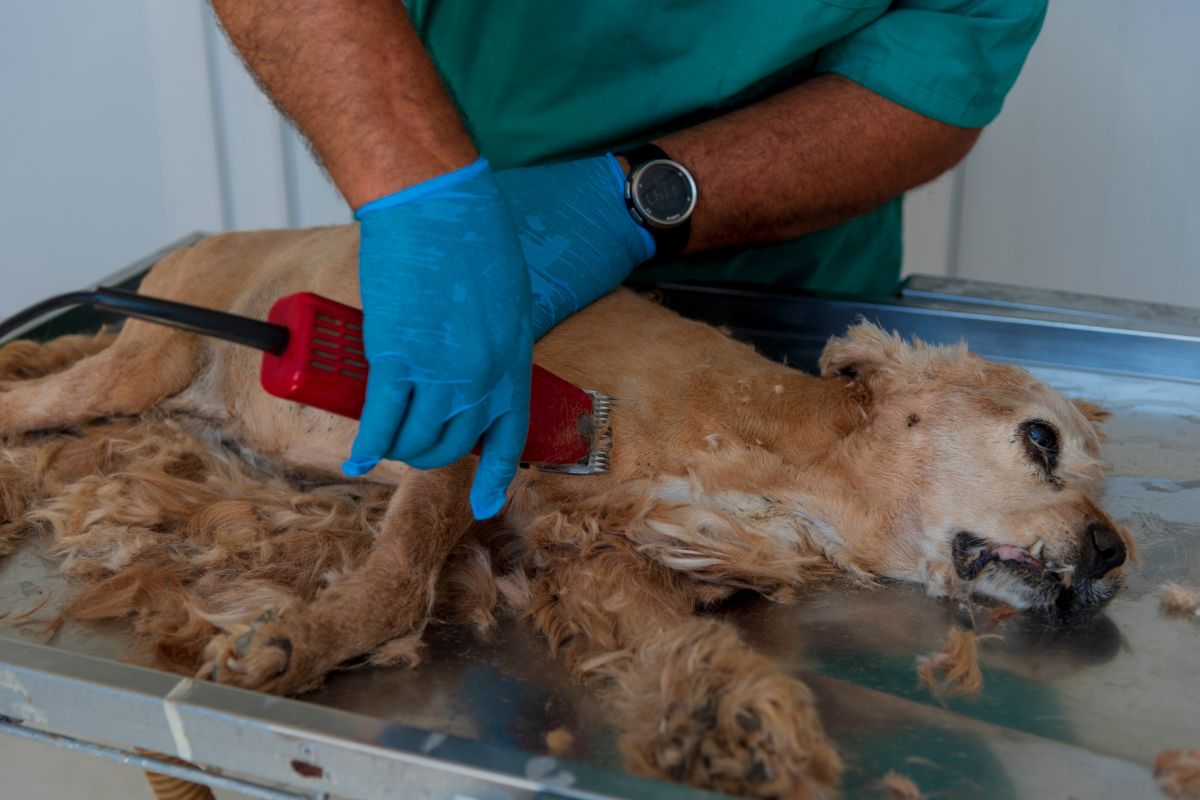 Should You Shave A Goldendoodle? 4 Should You Shave A Goldendoodle? 1