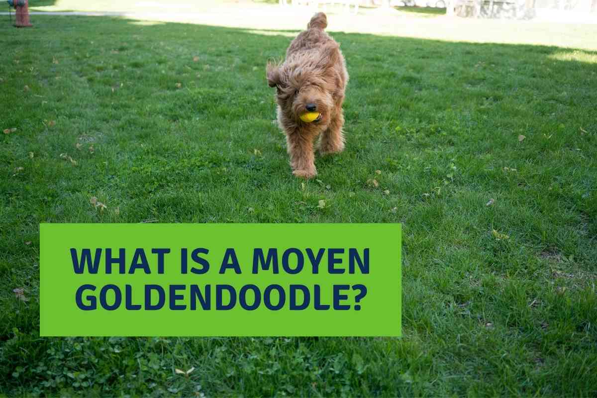 The Ultimate Guide To Moyen Goldendoodles 2