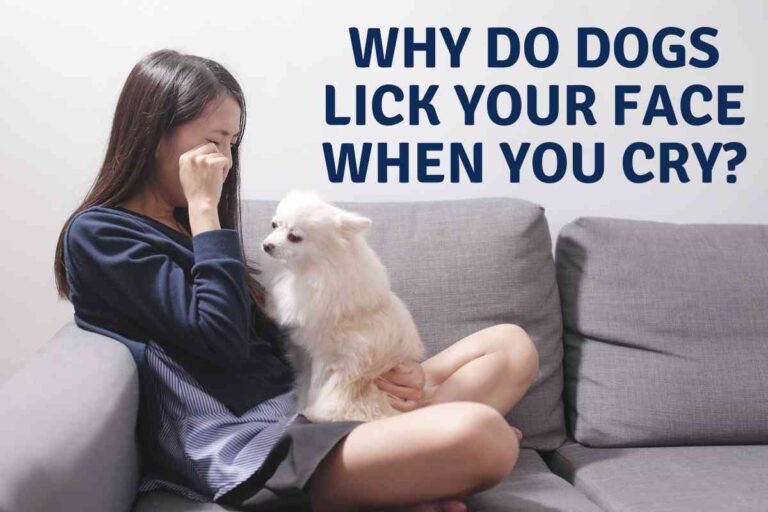 Why Do Dogs Lick Your Face When You Cry? Are The Empaths?!