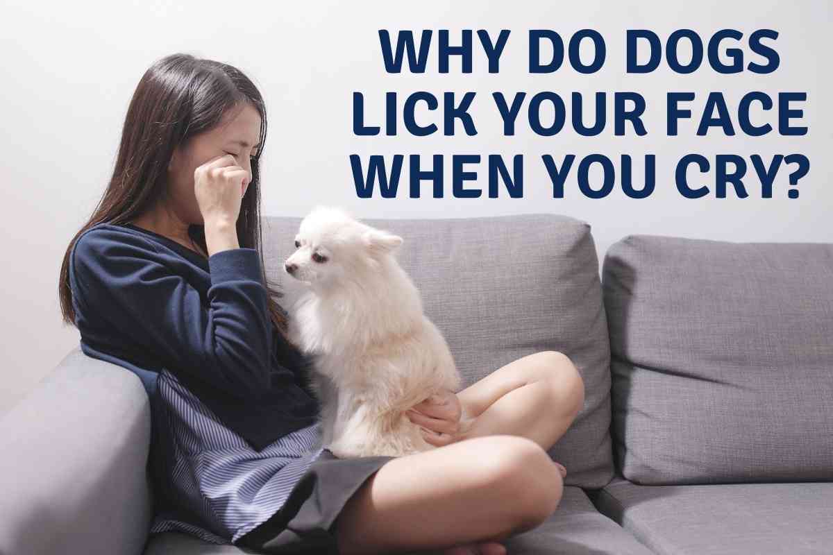 Why Do Dogs Lick Your Face When You Cry? Are The Empaths?! 3 Why Do Dogs Lick Your Face When You Cry? Are The Empaths?! 1