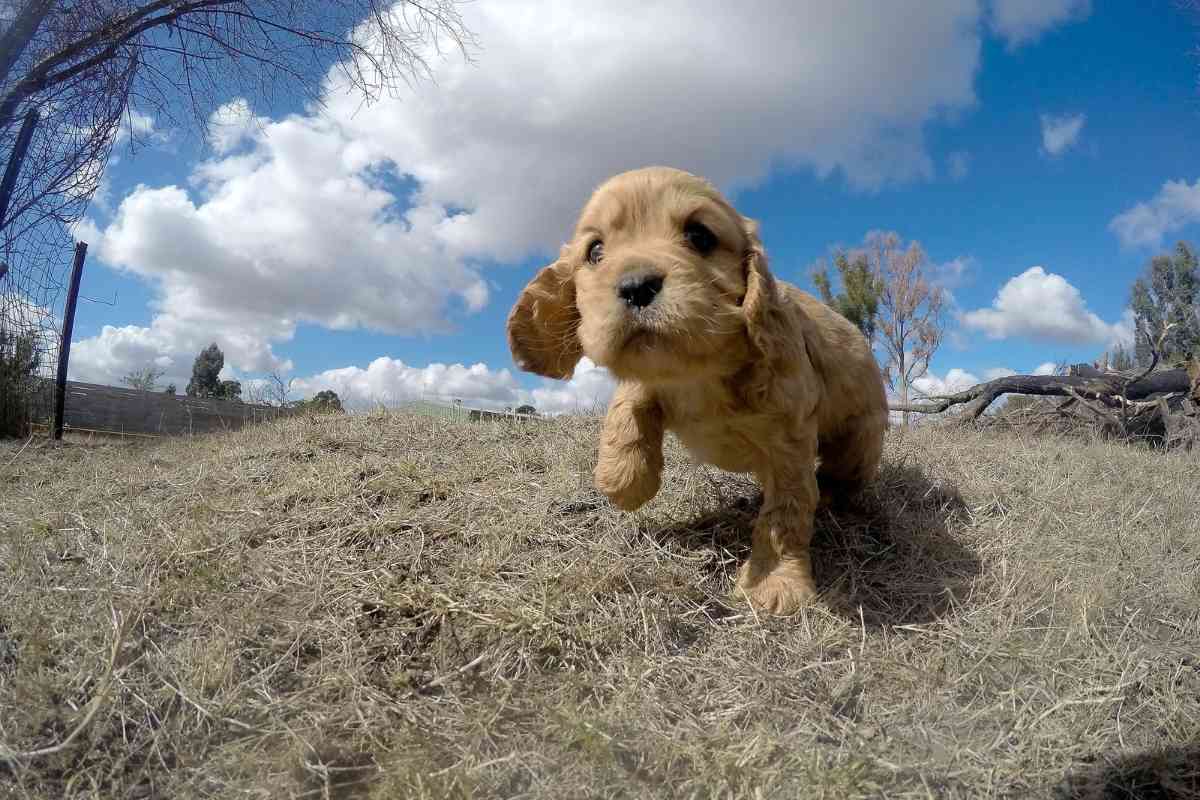 Are Cavapoos Hypoallergenic? Answered &Amp;Amp; Explained 2 Are Cavapoos Hypoallergenic? Answered &Amp;Amp; Explained 1