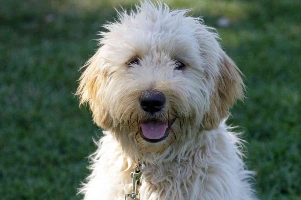 9 Calmest Poodle Mixes & How To Choose The Right One For You