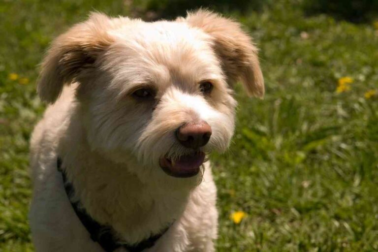 9 Calmest Poodle Mixes & How To Choose The Right One For You