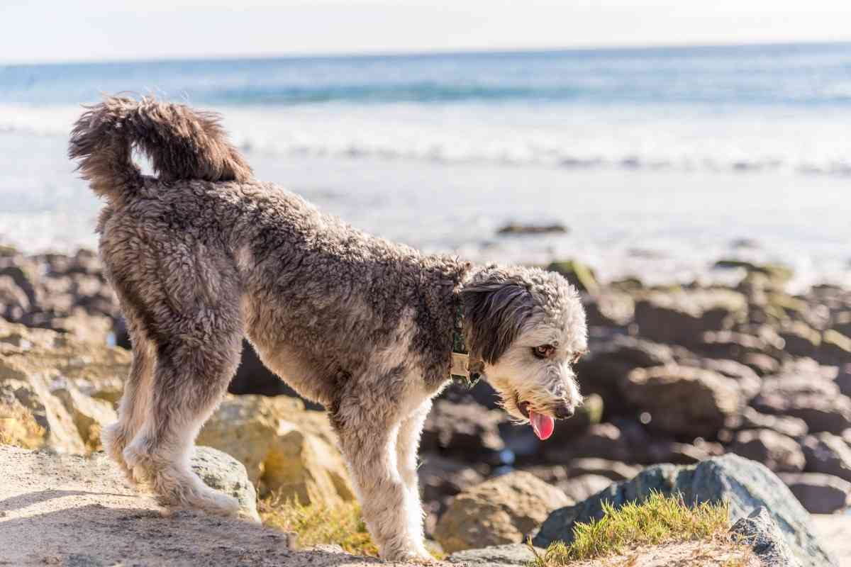 9 Calmest Poodle Mixes &Amp; How To Choose The Right One For You 5