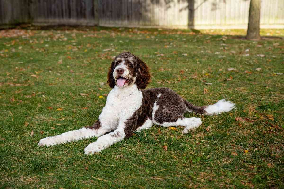 9 Calmest Poodle Mixes &Amp; How To Choose The Right One For You 2