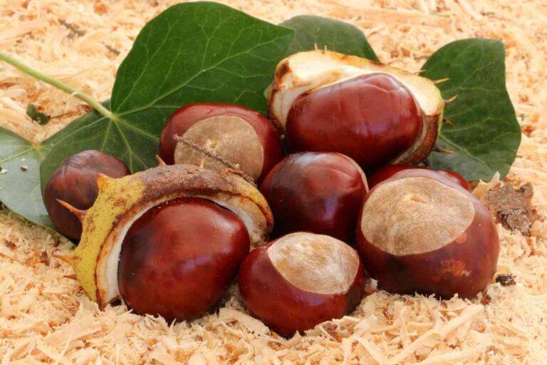 Can Dogs Eat Chestnuts? A 9-Point Nutritional Breakdown