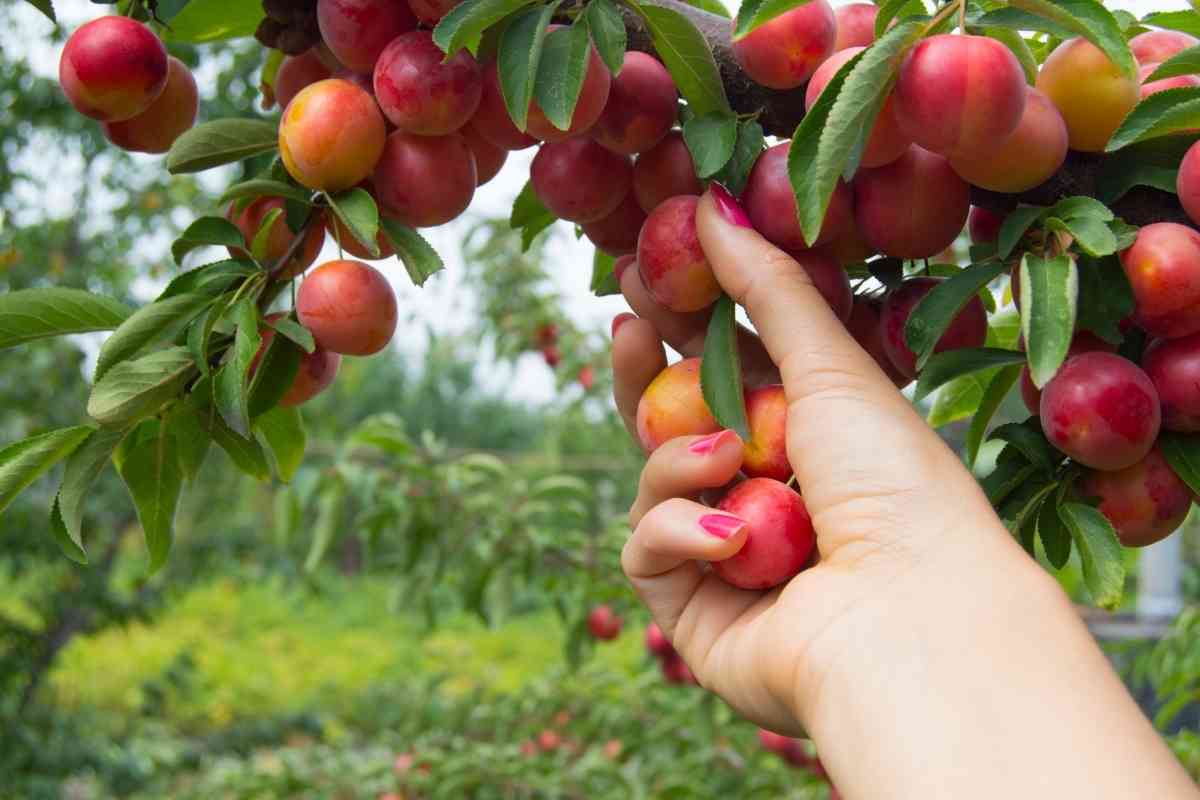 Can Dogs Have Cherry Plums? Pros And Cons 2