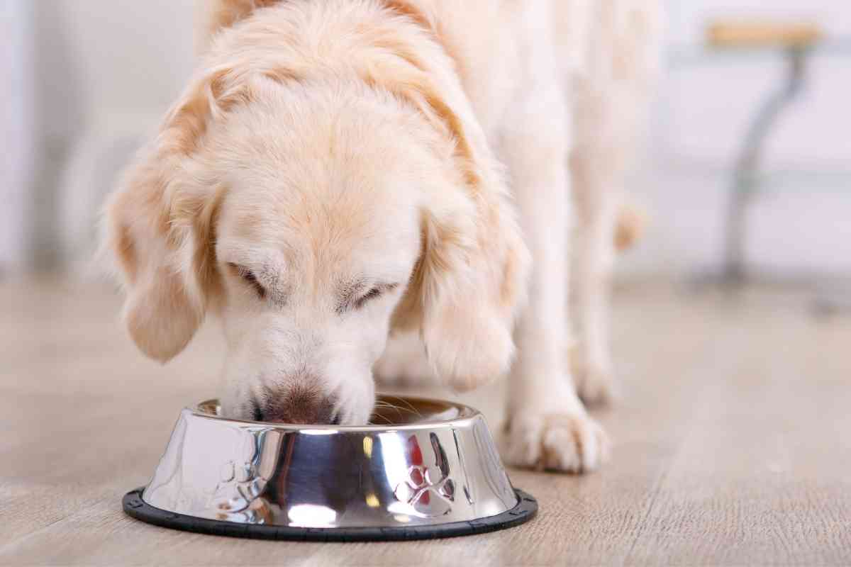 Can Puppies Eat Cheerios? The Ultimate Guide 2