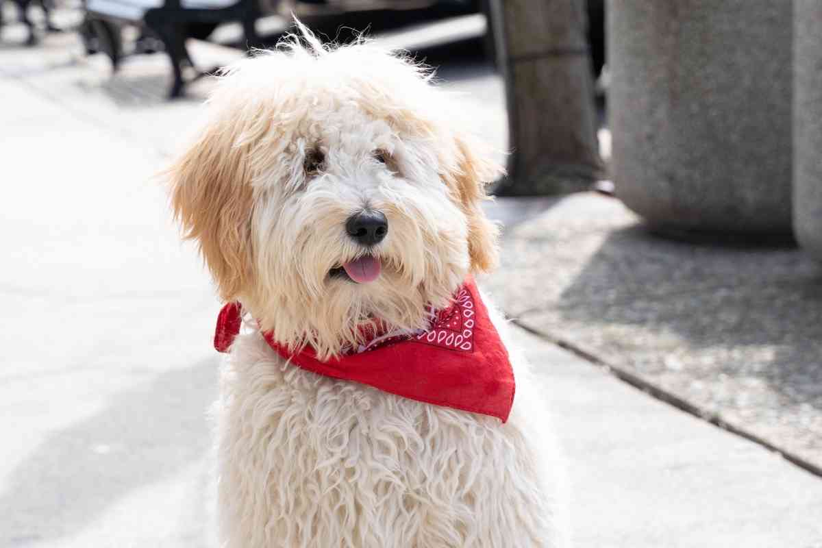 Do Labradoodle Puppies Shed? 3 Proven Ways To Reduce Shedding 1