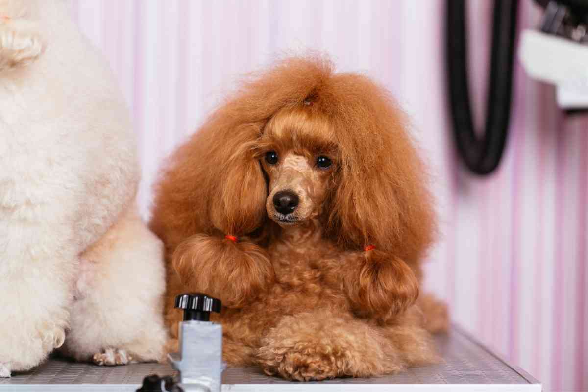 How Fast Does Poodle Hair Grow? 3 Poodle Hair Growth Stages Explained! 3