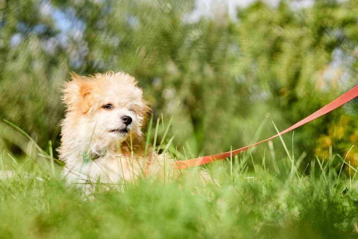 How Many Puppies Can A Maltipoo Have &Amp; Other Breeding Tips 1