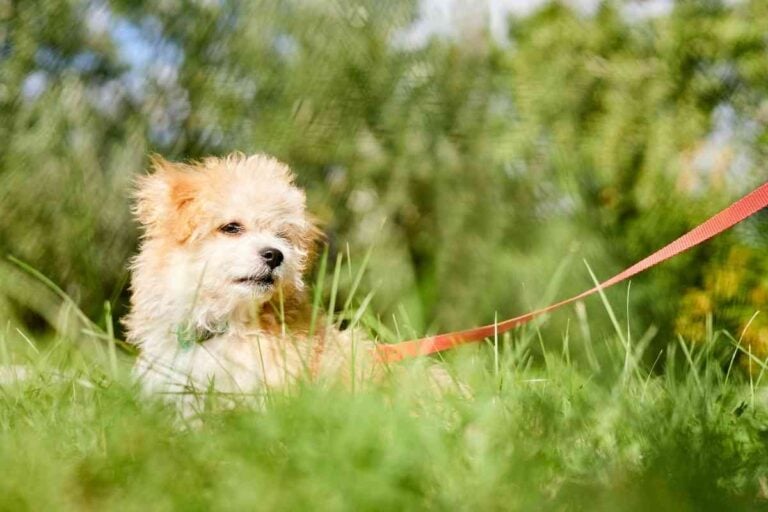 How Many Puppies Can A Maltipoo Have & Other Breeding Tips