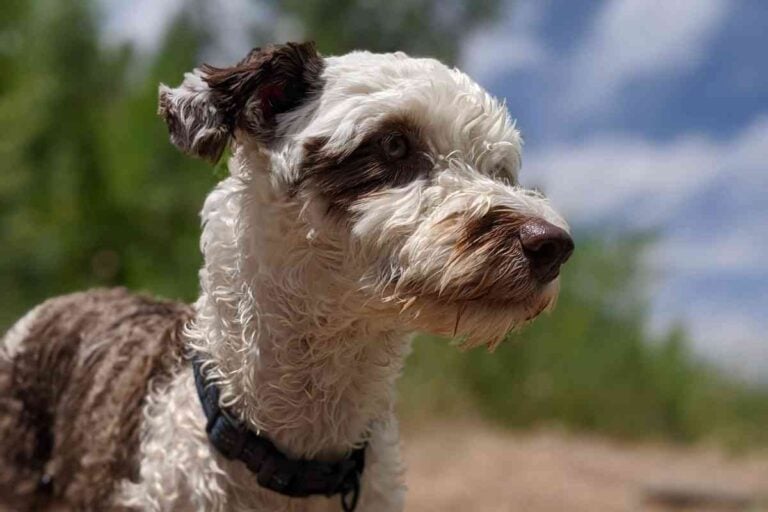 3 Factors That Affect How Big A Mini Aussiedoodle Will Get