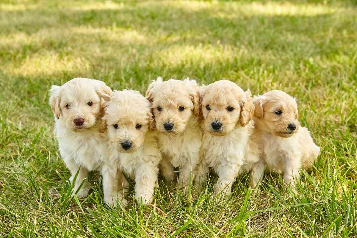A Monthly Guide To Feeding Your Mini Goldendoodle Puppy 1