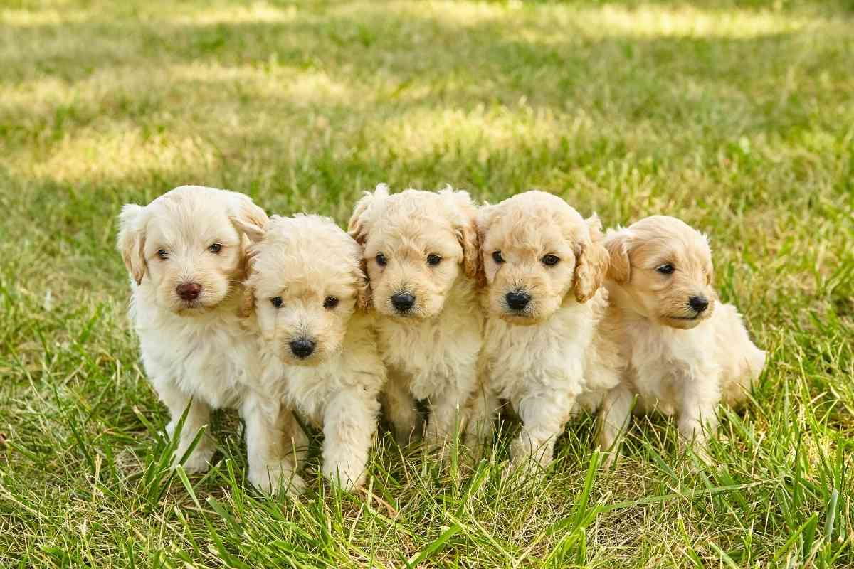 A Monthly Guide To Feeding Your Mini Goldendoodle Puppy 2