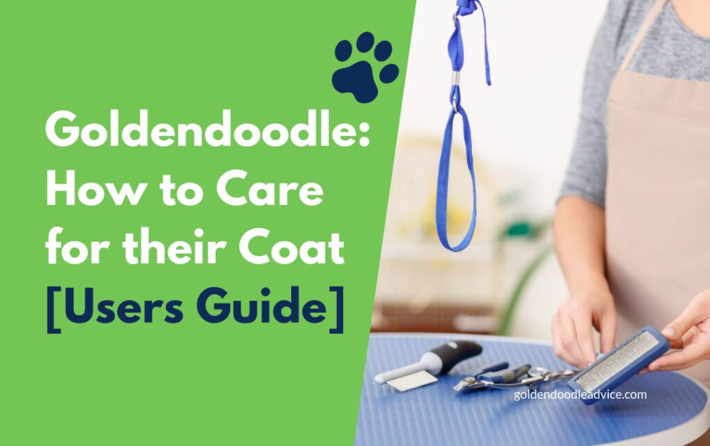 Care for a Goldendoodle Coat [Guide]