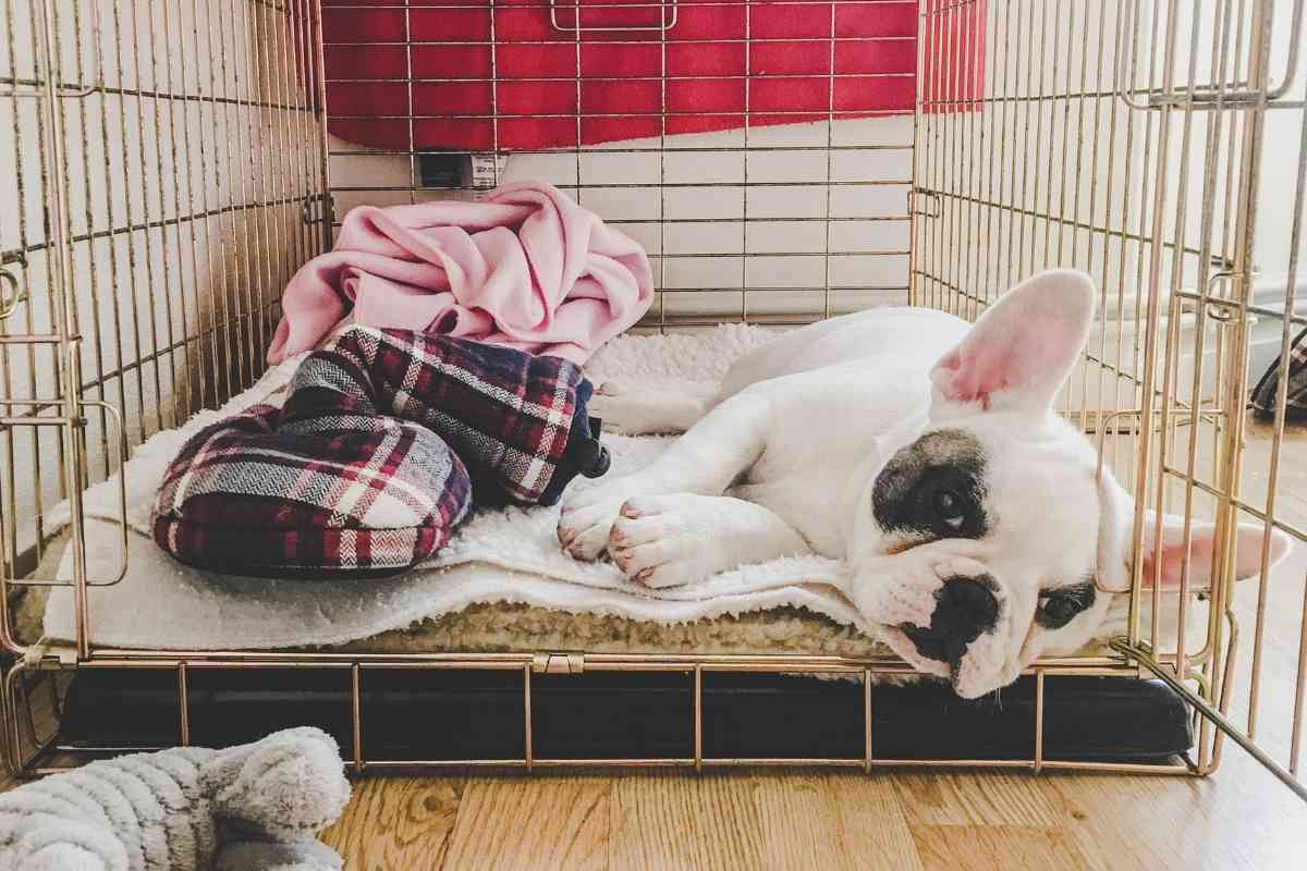Should You Close A Puppy In A Crate At Night? 2