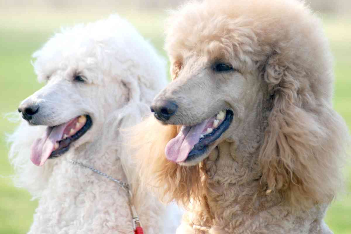 What Color Will My Poodle Puppies Be? 11 Solid Color Patterns 4
